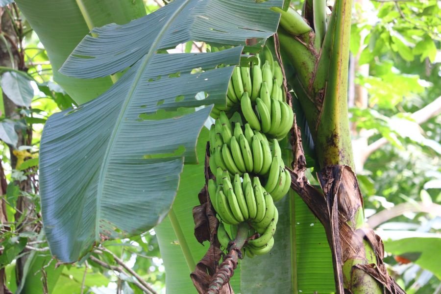 A bunch of green bananas growing under large leaves.