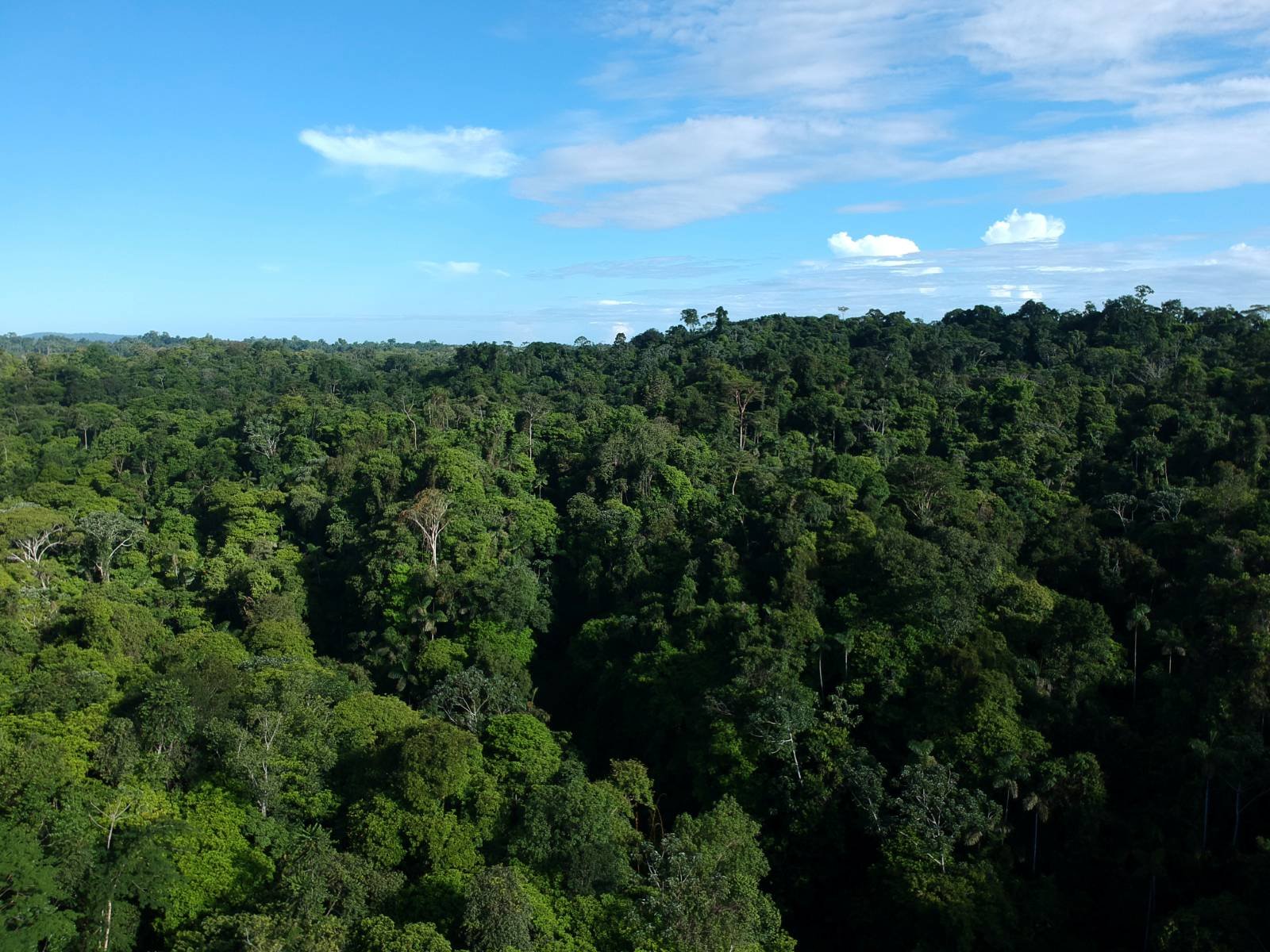 Aerial view over the rainforest canopy of Solarpunk Forest in Costa Rica, with hills on the horizon.