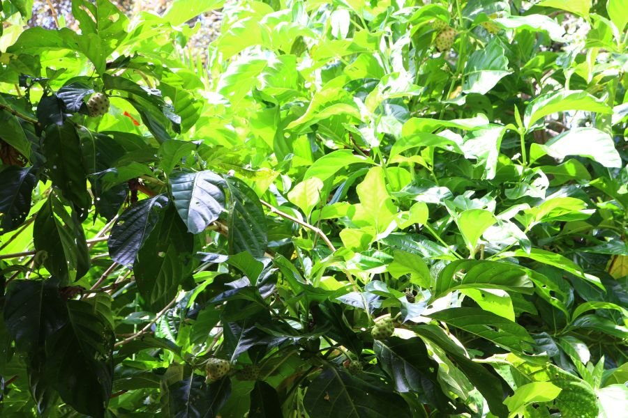Sunlight through the leaves of the forest canopy.