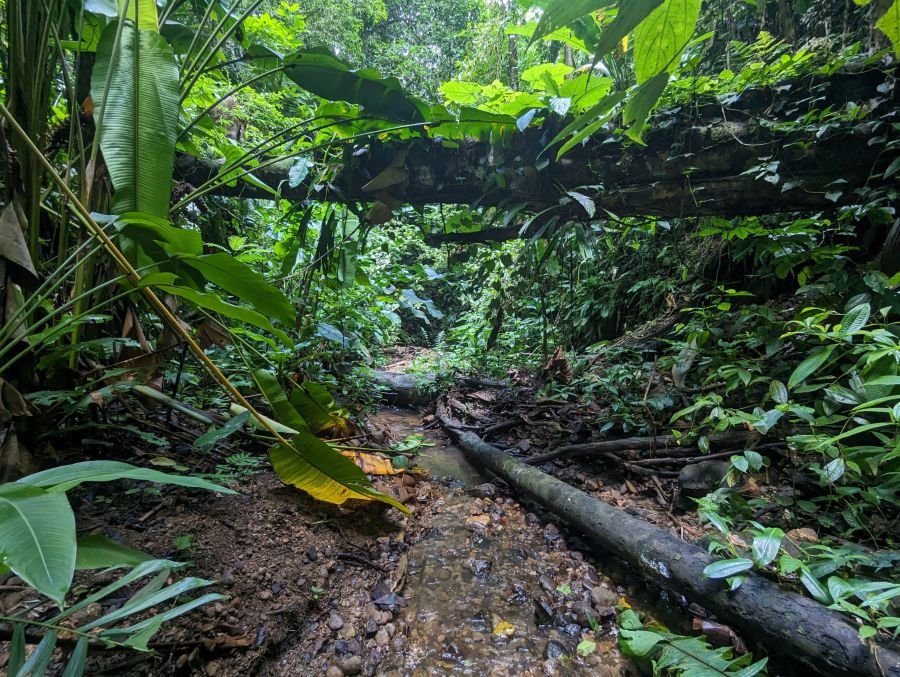 A creek with a fallen log under dense rainforest.