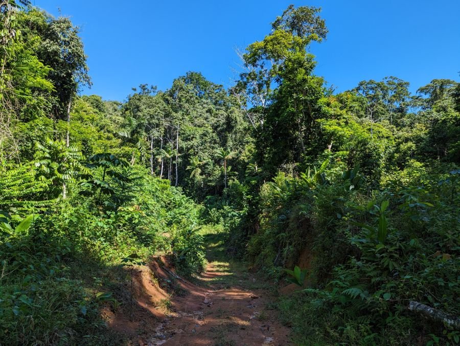 A dirt track leading into the rainforest under a blue sky.