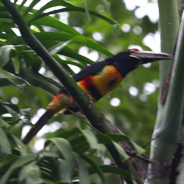 A collared aracari, a small toucan, perched among palm leaves.