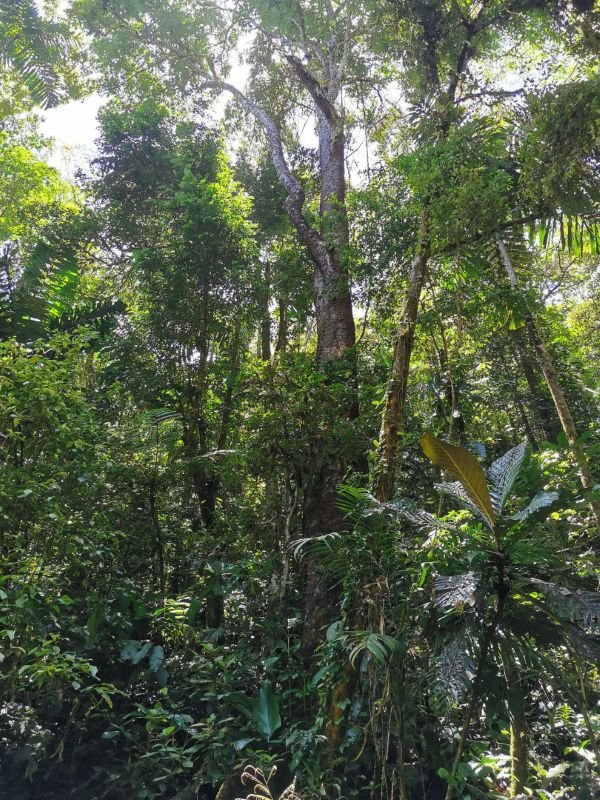 Tall trees rising through the forest canopy.