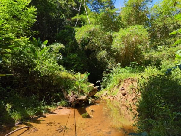 Drone view of a creek bed in a sunny clearing.