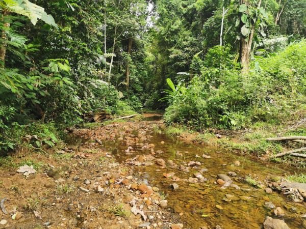 A shallow forest stream running between trees.