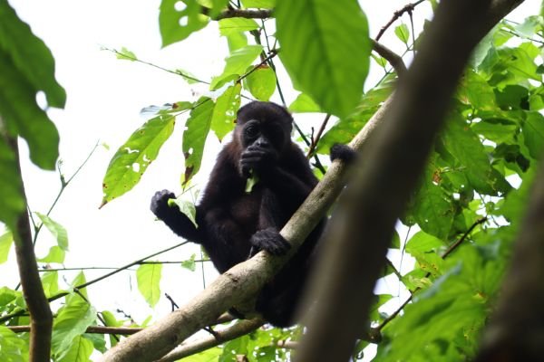 A howler monkey sitting on a branch among leaves.