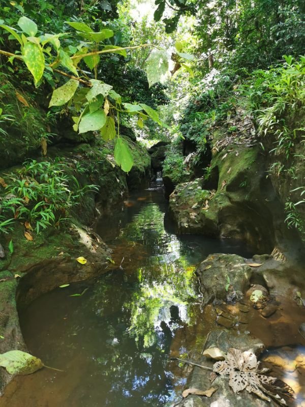 A clear natural rock pool surrounded by forest.