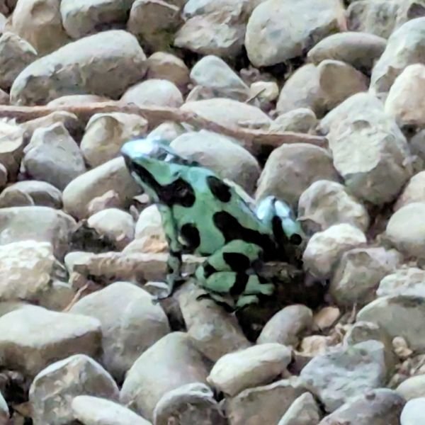 A green and black poison dart frog on gravel.