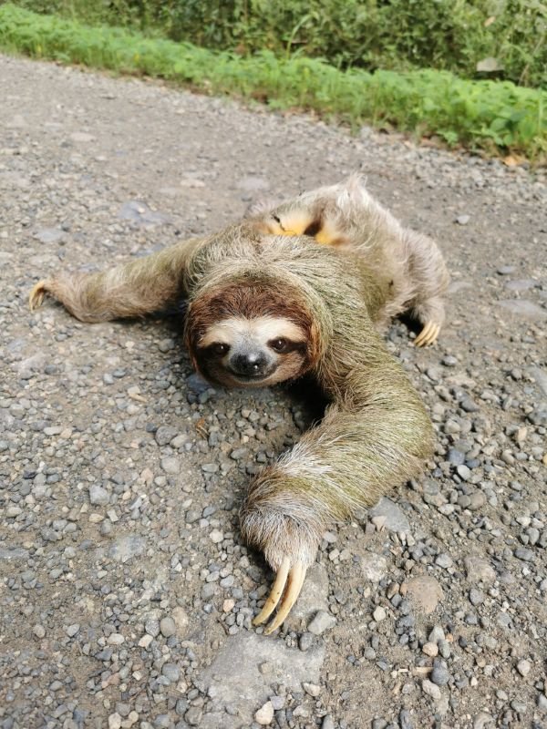 A sloth crawling across a gravel road.