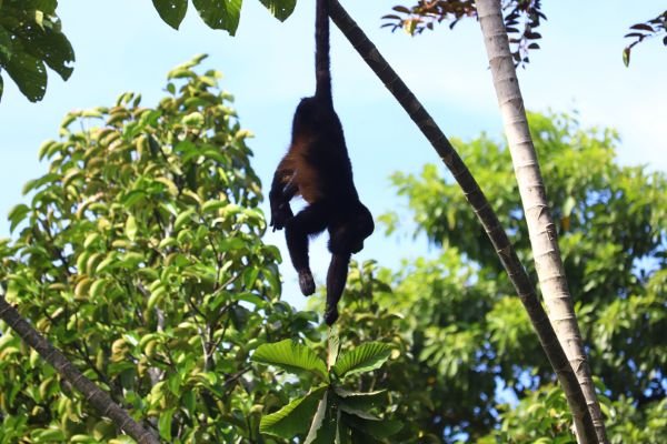 A spider monkey hanging from a branch against the sky.