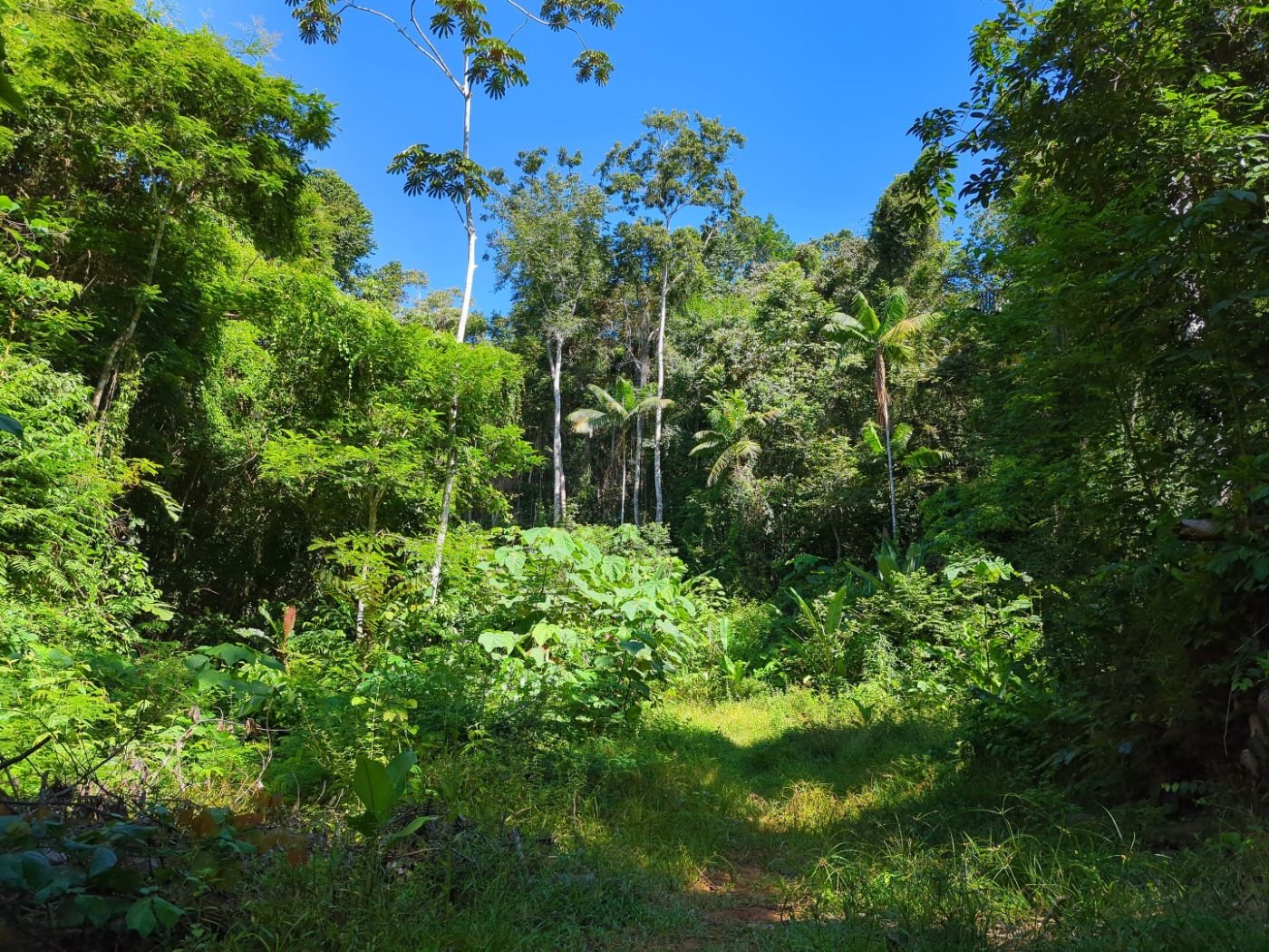 A sunny clearing surrounded by dense rainforest, seen from a drone.