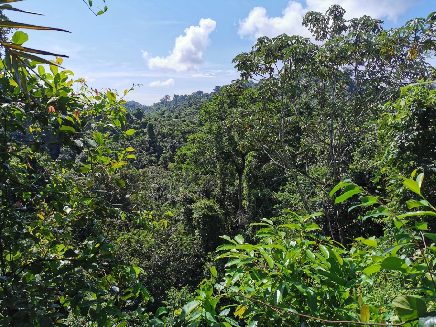 View over a forested valley under a blue sky.