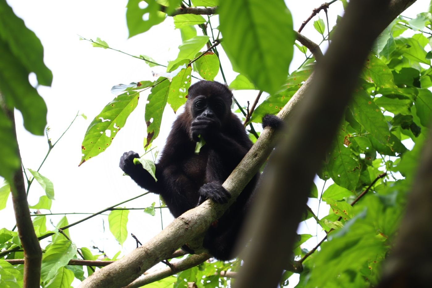 A howler monkey sitting on a branch among leaves.