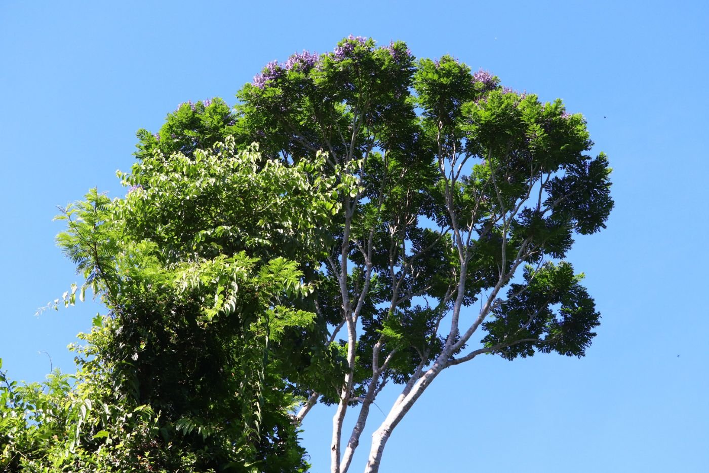A tree crown in flower against a blue sky.