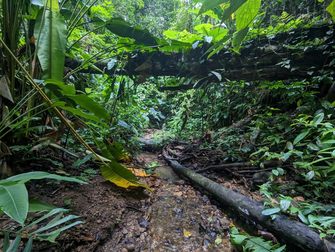 A creek with a fallen log under dense rainforest.