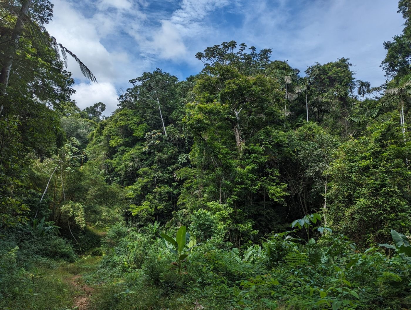 The edge of the rainforest under a cloudy sky.