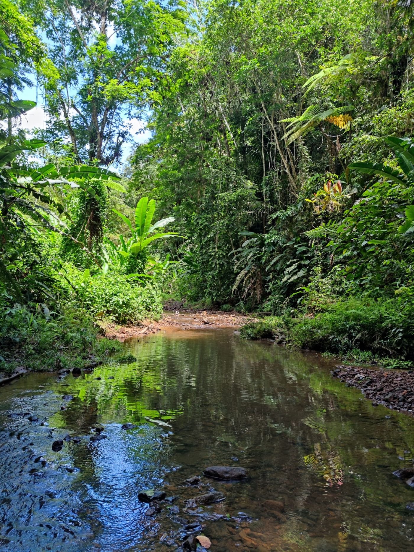 A calm forest river reflecting the trees.