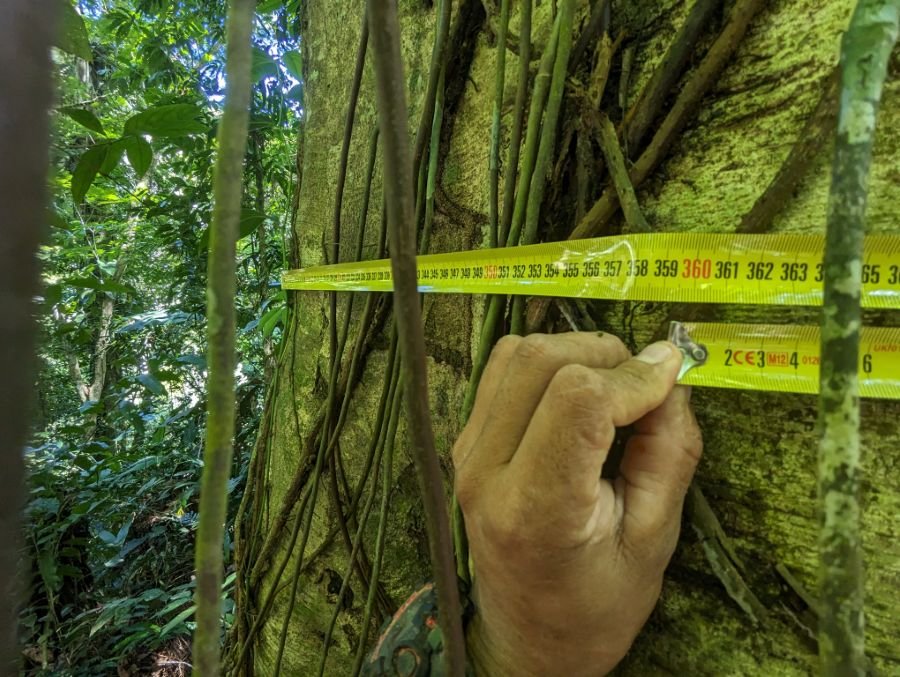 A hand holding a folding rule against a tree trunk to measure its diameter in the research plot.