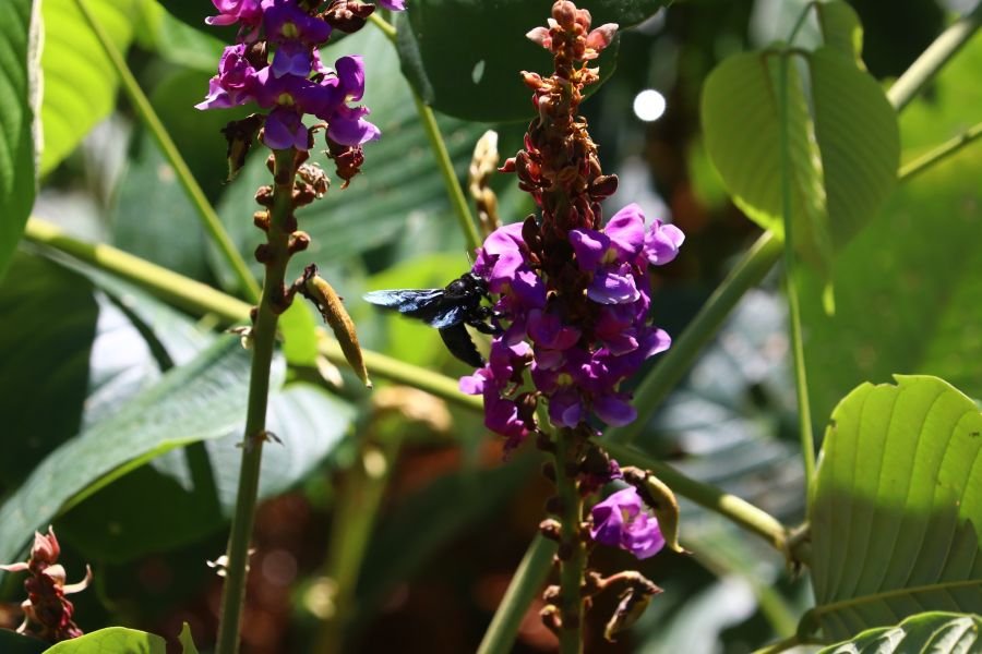 Purple flowers among green leaves.