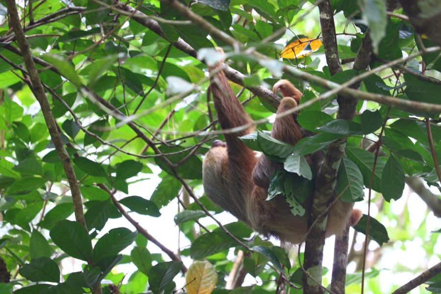 A sloth hanging in the branches of a tree in Solarpunk Forest.